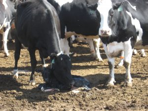 Two black and white cows and a calf