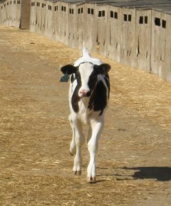 A black and white calf approaching the camera