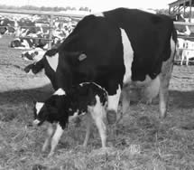 cow_baby_bw